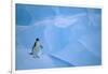 Adelie Penguin Walking on Ice Floe-DLILLC-Framed Photographic Print