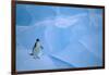 Adelie Penguin Walking on Ice Floe-DLILLC-Framed Photographic Print