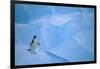 Adelie Penguin Walking on Ice Floe-DLILLC-Framed Photographic Print