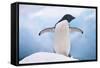 Adelie Penguin with Wings Outstretched-DLILLC-Framed Stretched Canvas