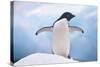 Adelie Penguin with Wings Outstretched-DLILLC-Stretched Canvas