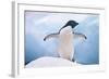 Adelie Penguin with Wings Outstretched-DLILLC-Framed Photographic Print