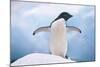 Adelie Penguin with Wings Outstretched-DLILLC-Mounted Photographic Print