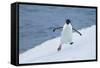 Adelie Penguin-Joe McDonald-Framed Stretched Canvas