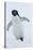 Adelie Penguin-Joe McDonald-Stretched Canvas