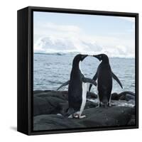 Adelie Penguin-Joe McDonald-Framed Stretched Canvas