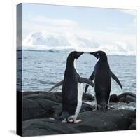 Adelie Penguin-Joe McDonald-Stretched Canvas