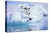 Adelie Penguin-DLILLC-Stretched Canvas