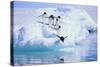 Adelie Penguin-DLILLC-Stretched Canvas