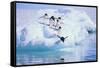 Adelie Penguin-DLILLC-Framed Stretched Canvas