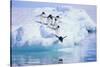 Adelie Penguin-DLILLC-Stretched Canvas