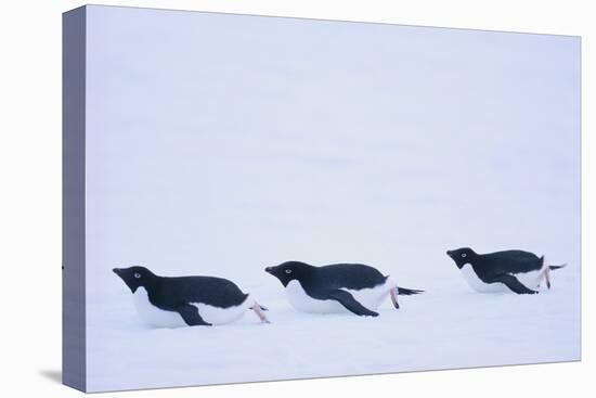 Adelie Penguin-DLILLC-Stretched Canvas