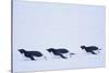 Adelie Penguin-DLILLC-Stretched Canvas