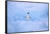 Adelie Penguin-DLILLC-Framed Stretched Canvas