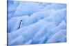 Adelie Penguin-DLILLC-Stretched Canvas