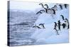 Adelie Penguin-DLILLC-Stretched Canvas