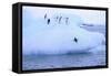 Adelie Penguin-DLILLC-Framed Stretched Canvas