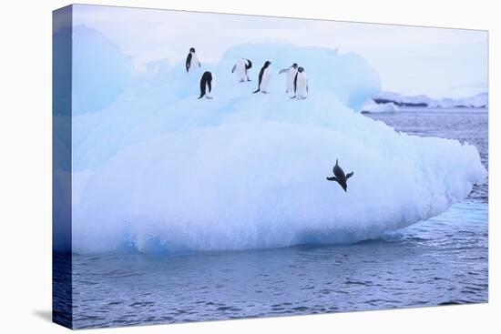 Adelie Penguin-DLILLC-Stretched Canvas