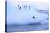 Adelie Penguin-DLILLC-Stretched Canvas