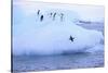 Adelie Penguin-DLILLC-Stretched Canvas