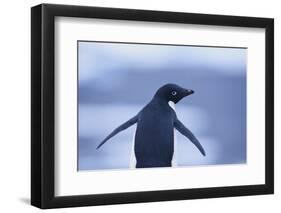 Adelie Penguin-DLILLC-Framed Premium Photographic Print