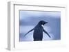 Adelie Penguin-DLILLC-Framed Premium Photographic Print