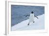 Adelie Penguin-Joe McDonald-Framed Photographic Print