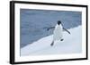 Adelie Penguin-Joe McDonald-Framed Photographic Print