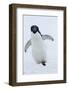 Adelie Penguin-Joe McDonald-Framed Photographic Print