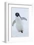 Adelie Penguin-Joe McDonald-Framed Photographic Print