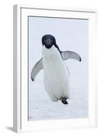 Adelie Penguin-Joe McDonald-Framed Photographic Print