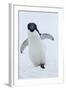 Adelie Penguin-Joe McDonald-Framed Photographic Print