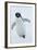 Adelie Penguin-Joe McDonald-Framed Photographic Print