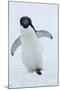 Adelie Penguin-Joe McDonald-Mounted Photographic Print