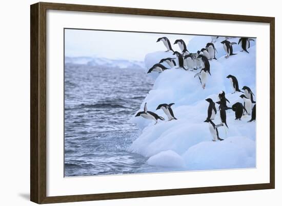 Adelie Penguin-DLILLC-Framed Photographic Print