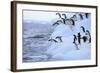 Adelie Penguin-DLILLC-Framed Photographic Print