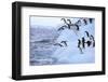 Adelie Penguin-DLILLC-Framed Photographic Print