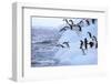 Adelie Penguin-DLILLC-Framed Photographic Print