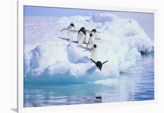 Adelie Penguin-DLILLC-Framed Photographic Print