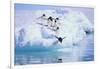 Adelie Penguin-DLILLC-Framed Photographic Print