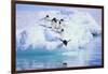 Adelie Penguin-DLILLC-Framed Photographic Print