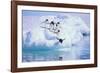 Adelie Penguin-DLILLC-Framed Photographic Print