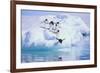 Adelie Penguin-DLILLC-Framed Photographic Print