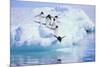 Adelie Penguin-DLILLC-Mounted Photographic Print