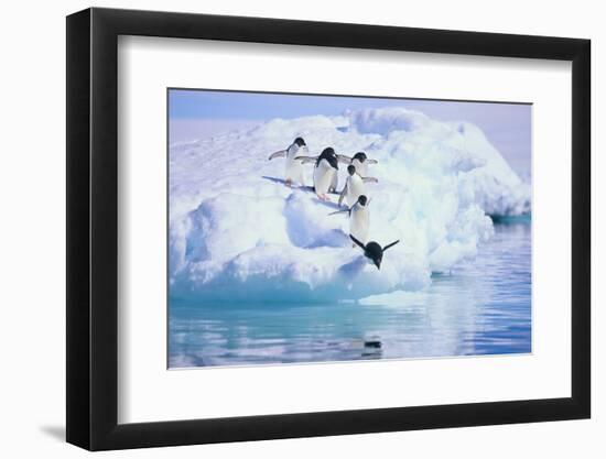 Adelie Penguin-DLILLC-Framed Photographic Print