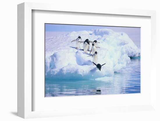 Adelie Penguin-DLILLC-Framed Photographic Print