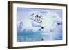 Adelie Penguin-DLILLC-Framed Photographic Print