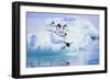 Adelie Penguin-DLILLC-Framed Photographic Print