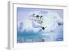 Adelie Penguin-DLILLC-Framed Photographic Print