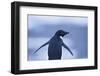 Adelie Penguin-DLILLC-Framed Photographic Print